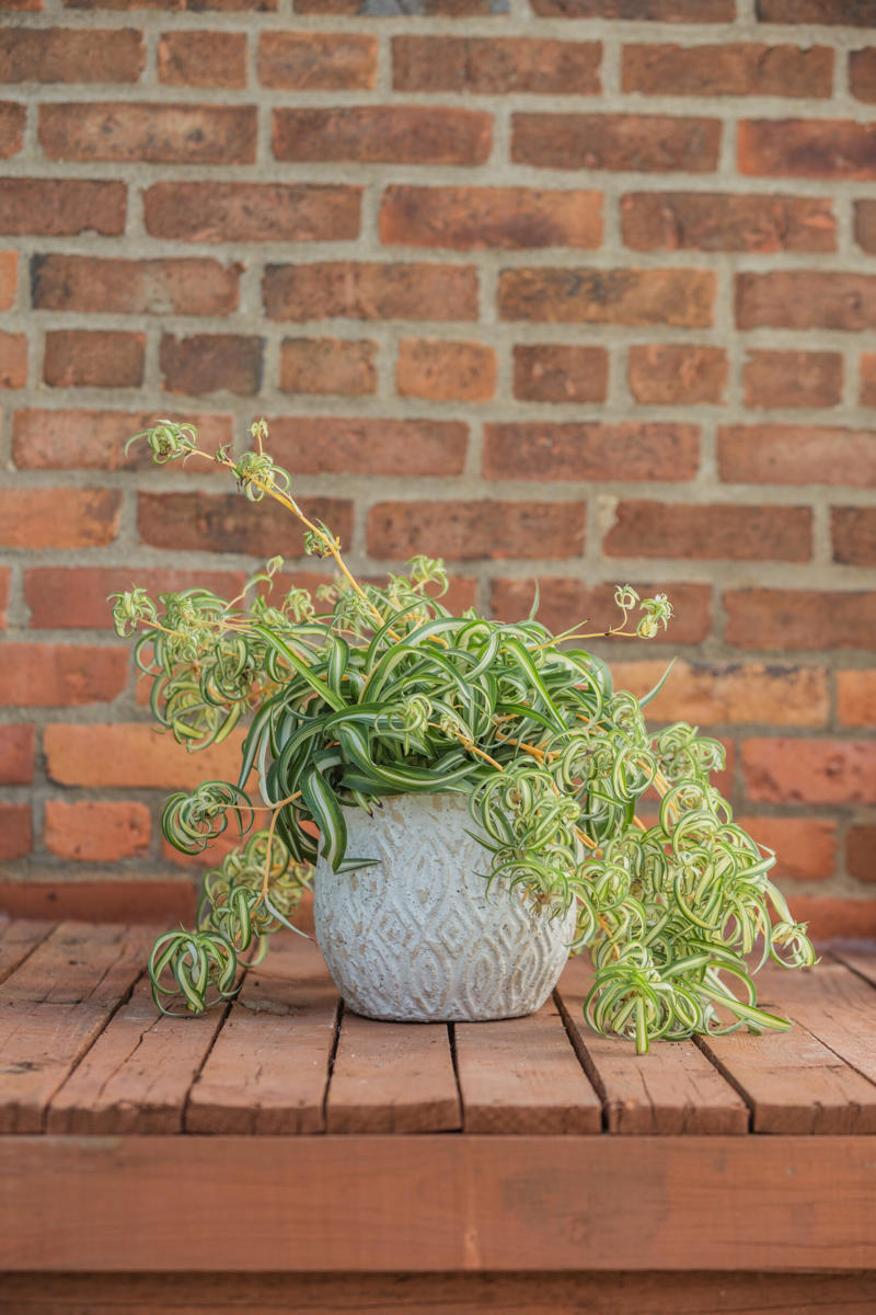 1. How to propagate leaf cuttings and stems, 2. Propagate plants by dividing the roots, 3. How to propagate from pups, 4. How to propagate clumping plants, 17 popular plants you can propagate easily,      Spider plant    ,      Pothos    ,      Pilea    ,      Dahlias   ,      Gladiolus   ,      Hippeastrums   