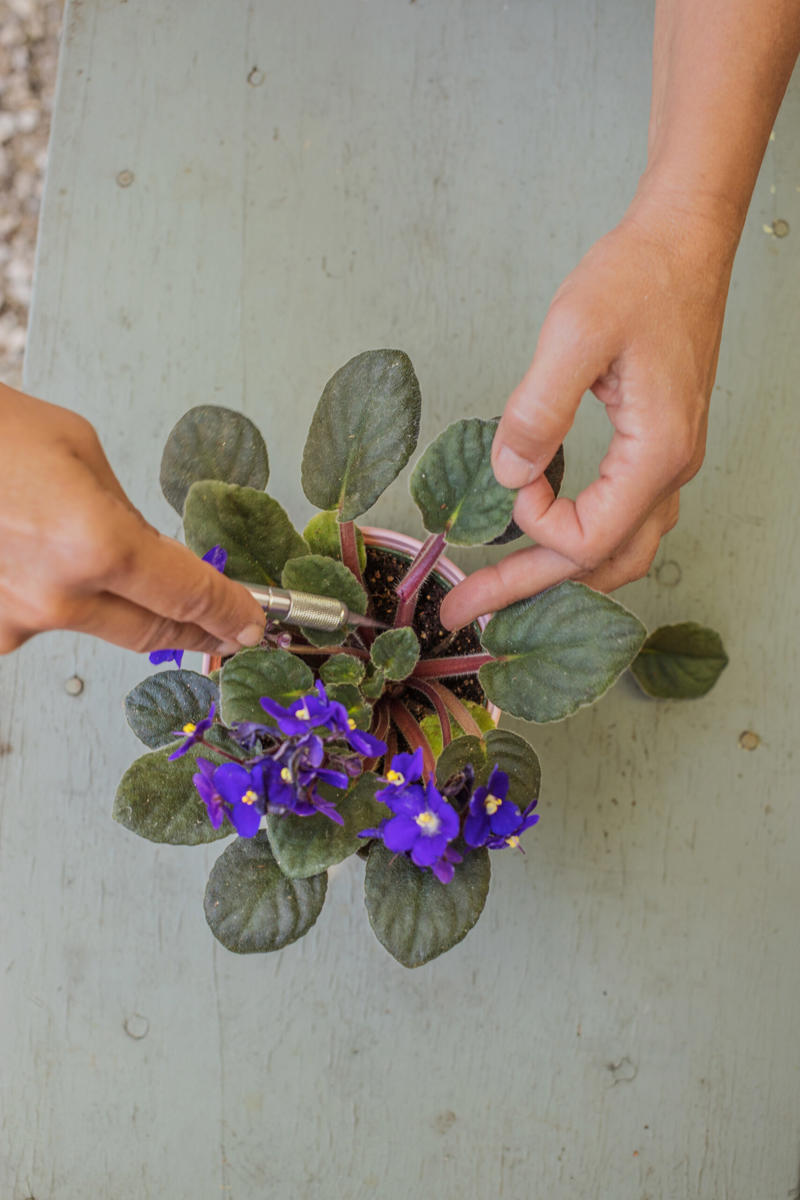 1. How to propagate leaf cuttings and stems, 2. Propagate plants by dividing the roots, 3. How to propagate from pups, 4. How to propagate clumping plants, 17 popular plants you can propagate easily,      Spider plant    ,      Pothos    ,      Pilea    ,      Dahlias   ,      Gladiolus   ,      Hippeastrums   