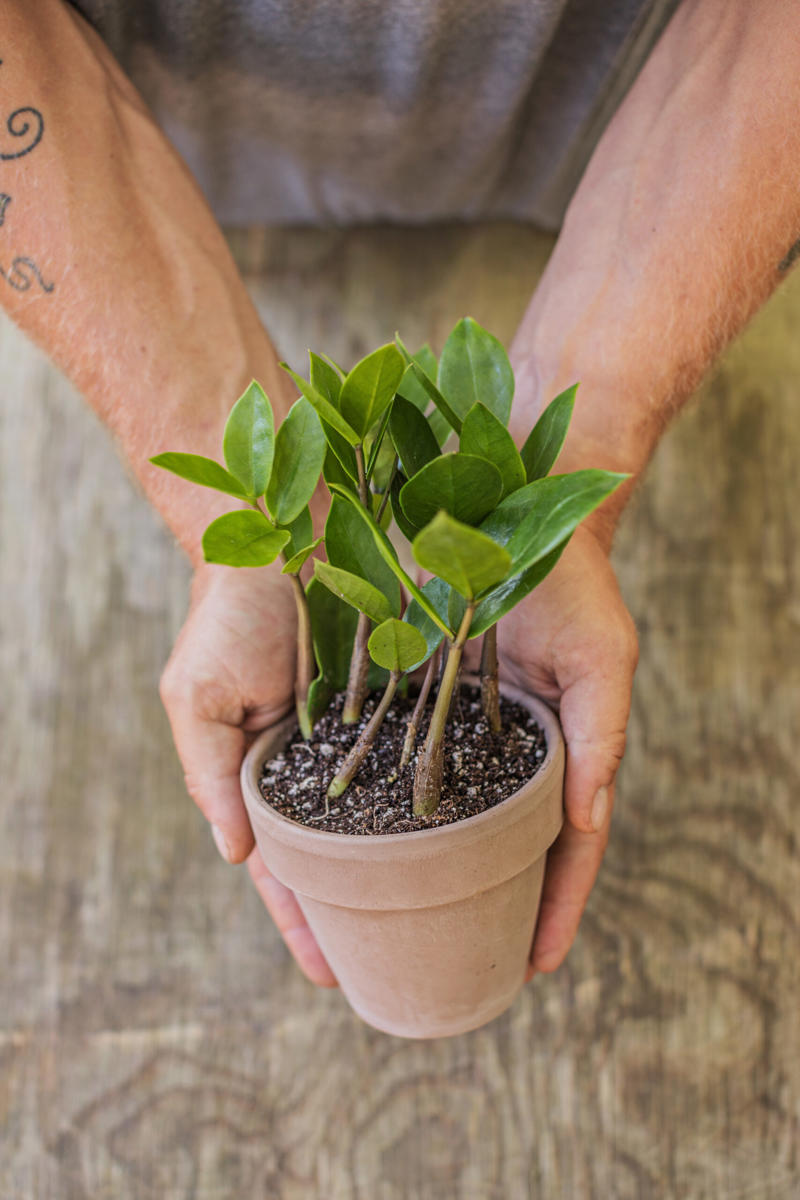 1. How to propagate leaf cuttings and stems, 2. Propagate plants by dividing the roots, 3. How to propagate from pups, 4. How to propagate clumping plants, 17 popular plants you can propagate easily,      Spider plant    ,      Pothos    ,      Pilea    ,      Dahlias   ,      Gladiolus   ,      Hippeastrums   