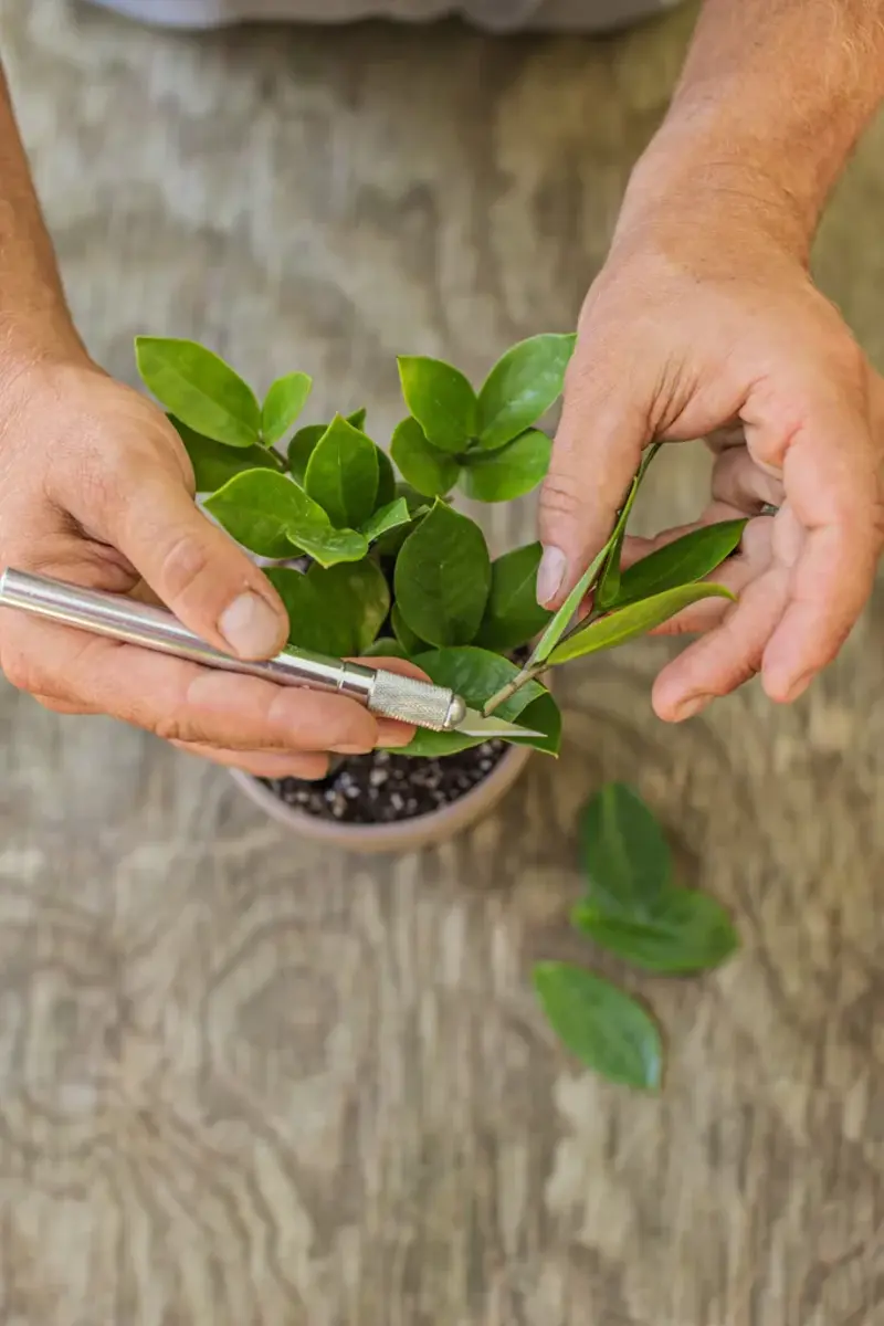 1. How to propagate leaf cuttings and stems, 2. Propagate plants by dividing the roots, 3. How to propagate from pups, 4. How to propagate clumping plants, 17 popular plants you can propagate easily,      Spider plant    ,      Pothos    ,      Pilea    ,      Dahlias   ,      Gladiolus   ,      Hippeastrums   