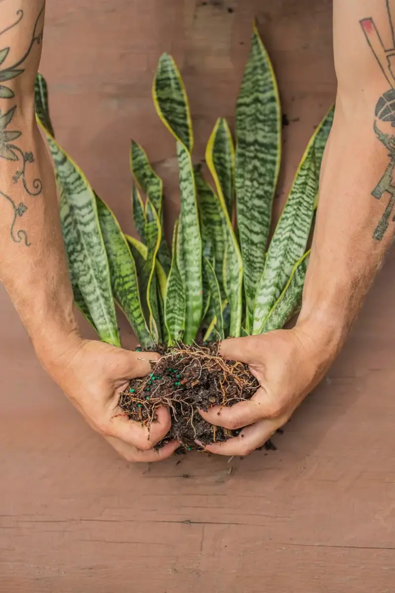 1. How to propagate leaf cuttings and stems, 2. Propagate plants by dividing the roots, 3. How to propagate from pups, 4. How to propagate clumping plants, 17 popular plants you can propagate easily,      Spider plant    ,      Pothos    ,      Pilea    ,      Dahlias   ,      Gladiolus   ,      Hippeastrums   