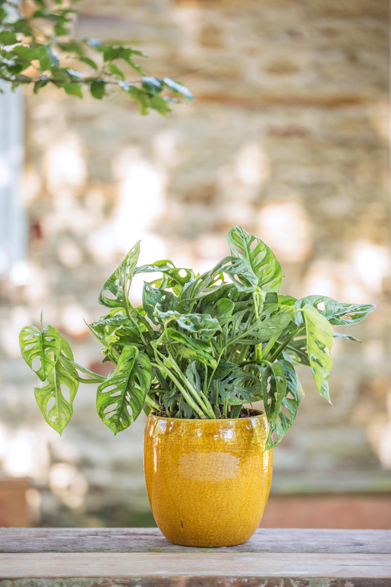 1. How to propagate leaf cuttings and stems, 2. Propagate plants by dividing the roots, 3. How to propagate from pups, 4. How to propagate clumping plants, 17 popular plants you can propagate easily,      Spider plant    ,      Pothos    ,      Pilea    ,      Dahlias   ,      Gladiolus   ,      Hippeastrums   