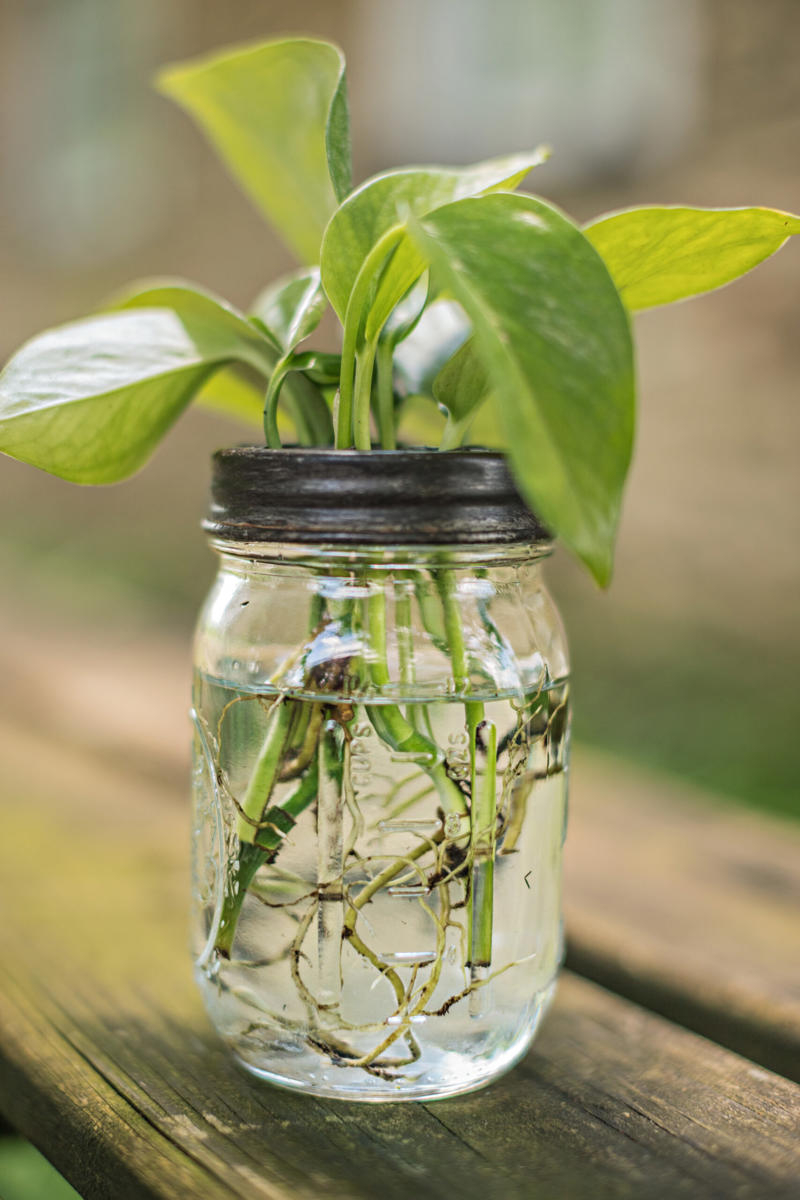 1. How to propagate leaf cuttings and stems, 2. Propagate plants by dividing the roots, 3. How to propagate from pups, 4. How to propagate clumping plants, 17 popular plants you can propagate easily,      Spider plant    ,      Pothos    ,      Pilea    ,      Dahlias   ,      Gladiolus   ,      Hippeastrums   