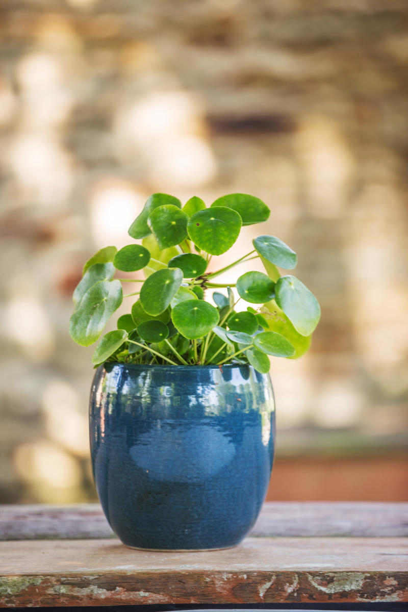 1. How to propagate leaf cuttings and stems, 2. Propagate plants by dividing the roots, 3. How to propagate from pups, 4. How to propagate clumping plants, 17 popular plants you can propagate easily,      Spider plant    ,      Pothos    ,      Pilea    ,      Dahlias   ,      Gladiolus   ,      Hippeastrums   