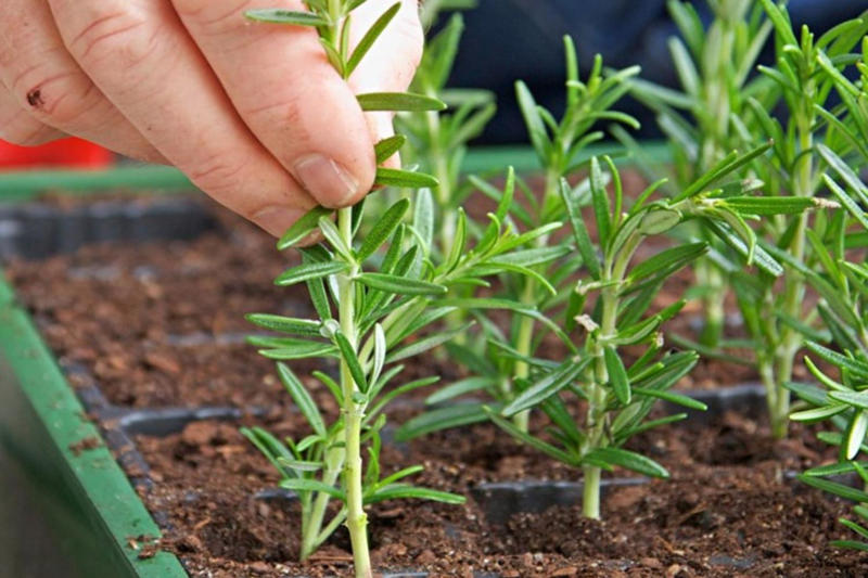 1. How to propagate leaf cuttings and stems, 2. Propagate plants by dividing the roots, 3. How to propagate from pups, 4. How to propagate clumping plants, 17 popular plants you can propagate easily,      Spider plant    ,      Pothos    ,      Pilea    ,      Dahlias   ,      Gladiolus   ,      Hippeastrums   