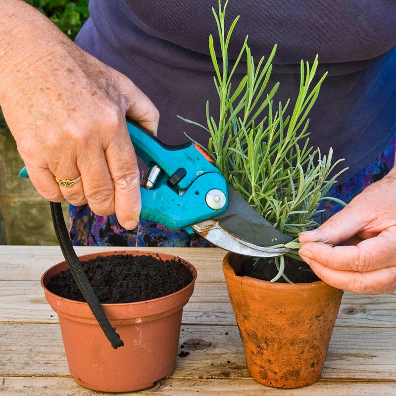1. How to propagate leaf cuttings and stems, 2. Propagate plants by dividing the roots, 3. How to propagate from pups, 4. How to propagate clumping plants, 17 popular plants you can propagate easily,      Spider plant    ,      Pothos    ,      Pilea    ,      Dahlias   ,      Gladiolus   ,      Hippeastrums   