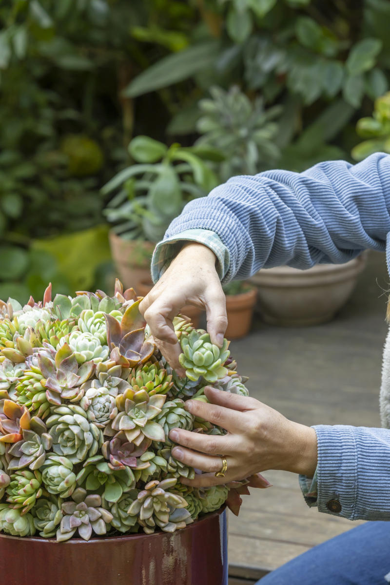1. How to propagate leaf cuttings and stems, 2. Propagate plants by dividing the roots, 3. How to propagate from pups, 4. How to propagate clumping plants, 17 popular plants you can propagate easily,      Spider plant    ,      Pothos    ,      Pilea    ,      Dahlias   ,      Gladiolus   ,      Hippeastrums   