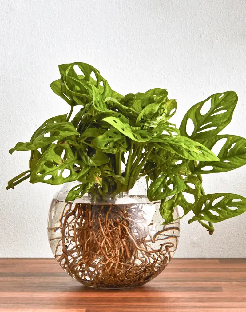 1. How to propagate leaf cuttings and stems, 2. Propagate plants by dividing the roots, 3. How to propagate from pups, 4. How to propagate clumping plants, 17 popular plants you can propagate easily,      Spider plant    ,      Pothos    ,      Pilea    ,      Dahlias   ,      Gladiolus   ,      Hippeastrums   