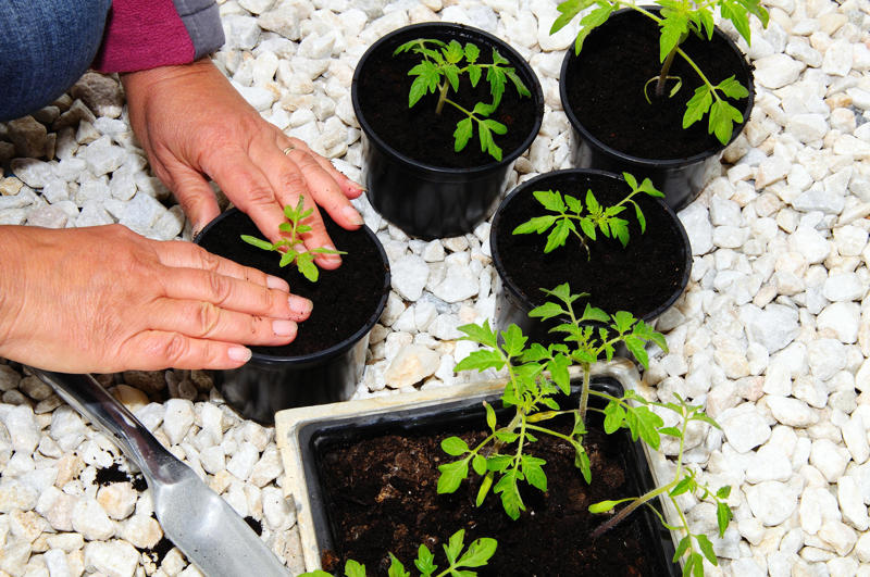 What you’ll need, Water, heat and light, Tips for windowsill growing, Flowers to sow, Sowing tips, Be patient