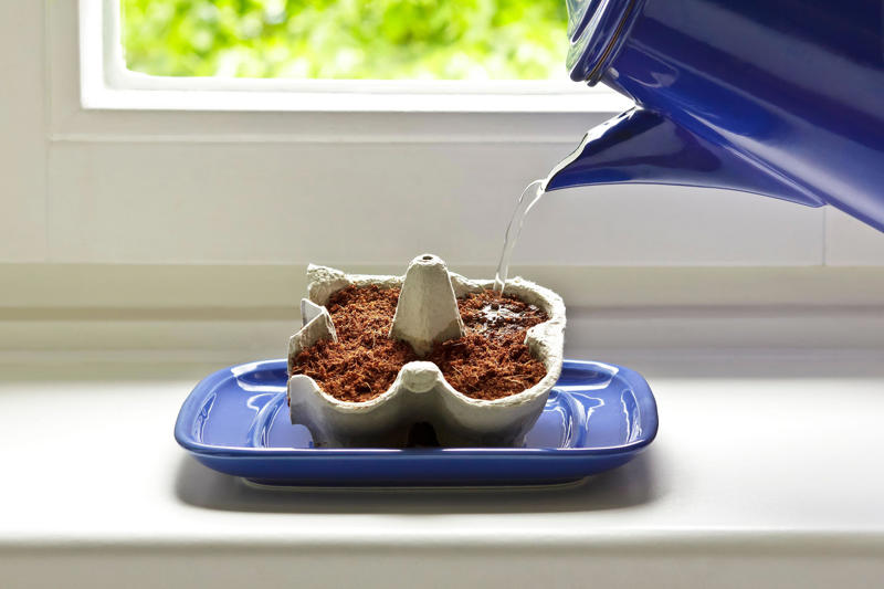 What you’ll need, Water, heat and light, Tips for windowsill growing, Flowers to sow, Sowing tips, Be patient