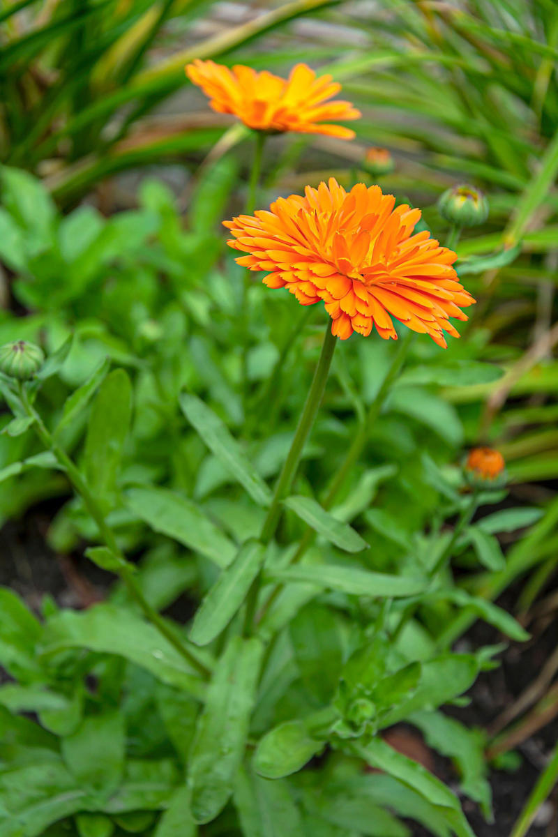 What you’ll need, Water, heat and light, Tips for windowsill growing, Flowers to sow, Sowing tips, Be patient