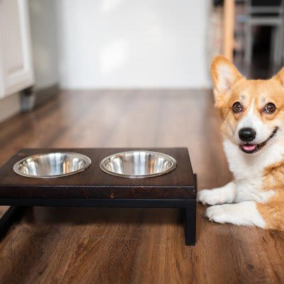 犬に使ってはいけない食器4つ, 1.洗いにくく汚れが残りやすい, 2.軽くすぐに動いてしまう, 3.体の特徴に合っていない, 4.割れや欠けがある, 犬の食器を選ぶポイント