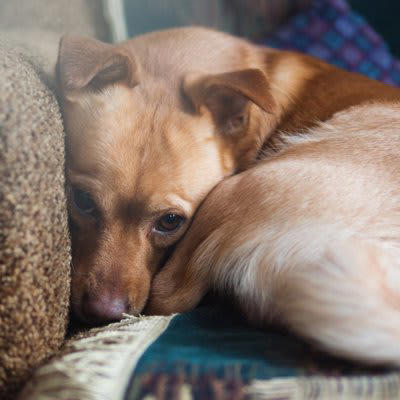 犬が『ブルブルと震える』原因５選, 2.不安を感じている, 3.甘えたい欲求が高まっている, 4.興奮している, 犬が震えているときに病気を見分ける方法