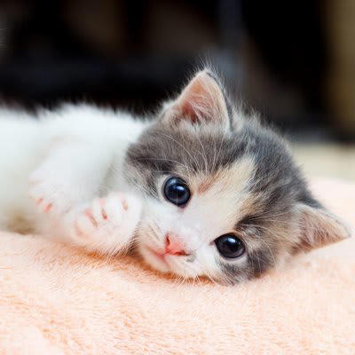 猫が命を落とす「年齢別の3大死因」, 1.子猫期：感染症（猫風邪・FIP）・不慮の事故・低血糖と脱水, 2.成猫期：下部尿路疾患・心筋症・ウイルス感染, 3.シニア期：慢性腎臓病・がん・糖尿病, 「年齢別」愛猫の命を守るための具体的な予防策, 飼い主にできる「命を守る習慣」