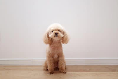 犬が『ブルブルと震える』原因５選, 2.不安を感じている, 3.甘えたい欲求が高まっている, 4.興奮している, 犬が震えているときに病気を見分ける方法