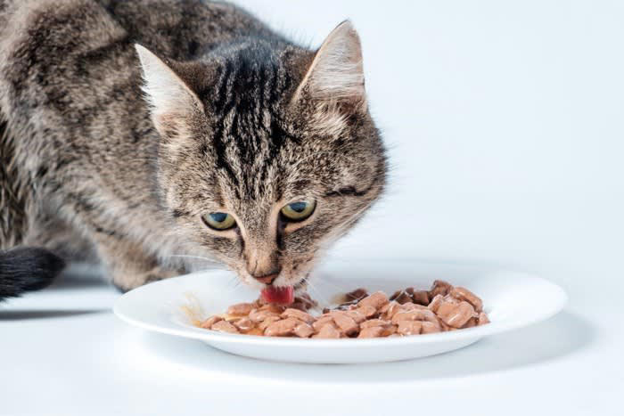 猫が命を落とす「年齢別の3大死因」, 1.子猫期：感染症（猫風邪・FIP）・不慮の事故・低血糖と脱水, 2.成猫期：下部尿路疾患・心筋症・ウイルス感染, 3.シニア期：慢性腎臓病・がん・糖尿病, 「年齢別」愛猫の命を守るための具体的な予防策, 飼い主にできる「命を守る習慣」