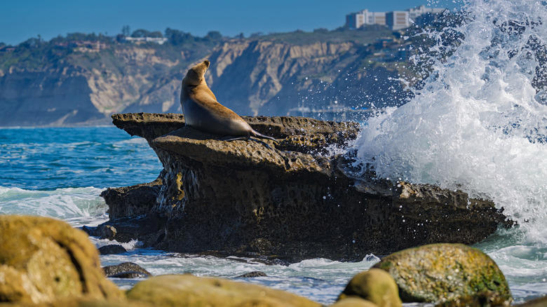 Laguna Beach, San Juan Capistrano, La Jolla, Santa Catalina Island, Joshua Tree, Methodology