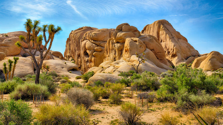 Laguna Beach, San Juan Capistrano, La Jolla, Santa Catalina Island, Joshua Tree, Methodology