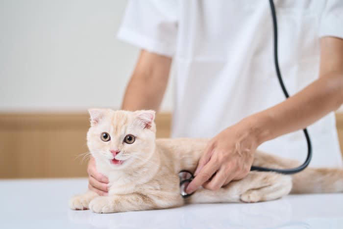 猫が命を落とす「年齢別の3大死因」, 1.子猫期：感染症（猫風邪・FIP）・不慮の事故・低血糖と脱水, 2.成猫期：下部尿路疾患・心筋症・ウイルス感染, 3.シニア期：慢性腎臓病・がん・糖尿病, 「年齢別」愛猫の命を守るための具体的な予防策, 飼い主にできる「命を守る習慣」