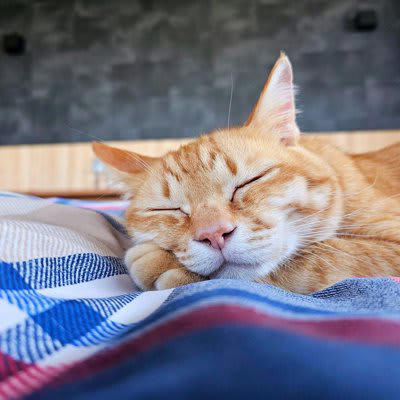 猫と『別々に寝る』ことのメリットは？, 1.猫の睡眠の質が安定しやすい, 2. 飼い主の睡眠不足やストレスを防げる, 3.猫の自立心と安心感が育つ, 猫と距離をとることが、信頼を深めることもある