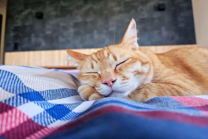 猫と『別々に寝る』ことのメリットは？, 1.猫の睡眠の質が安定しやすい, 2. 飼い主の睡眠不足やストレスを防げる, 3.猫の自立心と安心感が育つ, 猫と距離をとることが、信頼を深めることもある