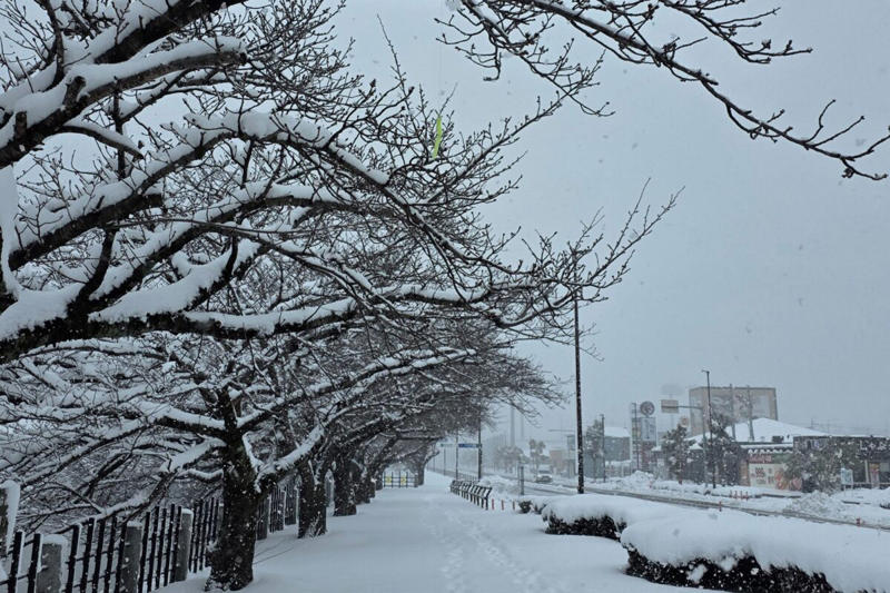 ■雪景色の木の枝にぶら下がっていたのは…, ■「こういう人は釣りをやめて」, ■針は「2mない高さ」にあった, ■執筆者プロフィール