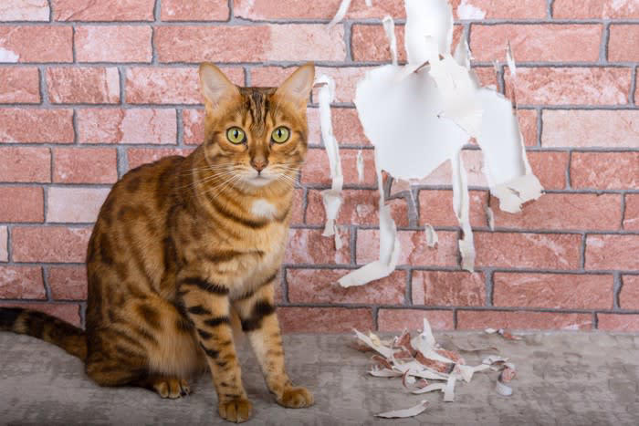 猫にやられがちな『お部屋荒らし』3選, 1.壁や家具をボロボロにする, 猫には＂爪とぎ＂の習慣がある, 爪とぎ器を設置しよう, 壁に保護フィルムを貼るのも良い, 2.障子もボロボロにする, 楽しくなっちゃう！, 障子がある部屋に入れない, 爪に強い障子紙を貼る, 侵入経路をつくる, 暇を持て余している, 縄張りの侵入者だから, 飼い主さんの反応を楽しんでいる
