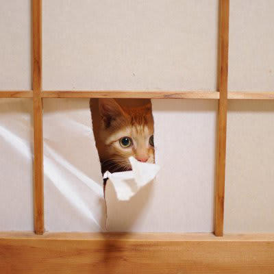 猫にやられがちな『お部屋荒らし』3選, 1.壁や家具をボロボロにする, 猫には＂爪とぎ＂の習慣がある, 爪とぎ器を設置しよう, 壁に保護フィルムを貼るのも良い, 2.障子もボロボロにする, 楽しくなっちゃう！, 障子がある部屋に入れない, 爪に強い障子紙を貼る, 侵入経路をつくる, 暇を持て余している, 縄張りの侵入者だから, 飼い主さんの反応を楽しんでいる