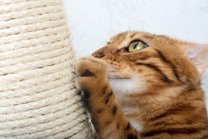 猫にやられがちな『お部屋荒らし』3選, 1.壁や家具をボロボロにする, 猫には＂爪とぎ＂の習慣がある, 爪とぎ器を設置しよう, 壁に保護フィルムを貼るのも良い, 2.障子もボロボロにする, 楽しくなっちゃう！, 障子がある部屋に入れない, 爪に強い障子紙を貼る, 侵入経路をつくる, 暇を持て余している, 縄張りの侵入者だから, 飼い主さんの反応を楽しんでいる