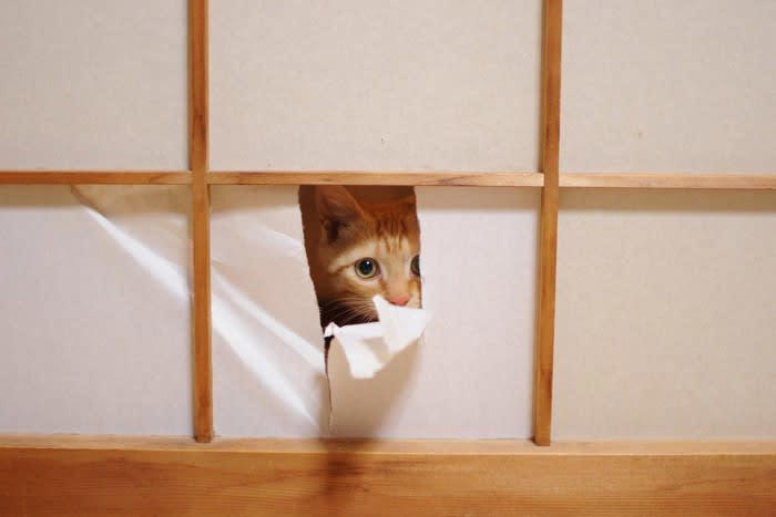 猫にやられがちな『お部屋荒らし』3選, 1.壁や家具をボロボロにする, 猫には＂爪とぎ＂の習慣がある, 爪とぎ器を設置しよう, 壁に保護フィルムを貼るのも良い, 2.障子もボロボロにする, 楽しくなっちゃう！, 障子がある部屋に入れない, 爪に強い障子紙を貼る, 侵入経路をつくる, 暇を持て余している, 縄張りの侵入者だから, 飼い主さんの反応を楽しんでいる