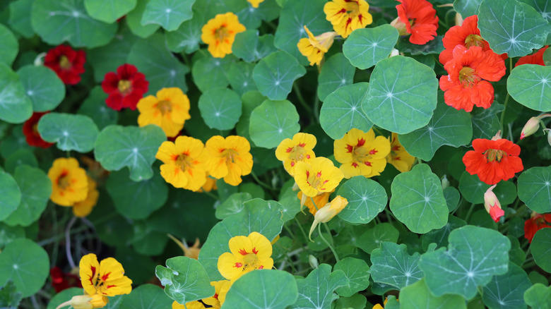 Sunflowers, Pumpkin and squash, Snow peas, Cucumbers, Radishes, Taproot herbs, Nasturtium