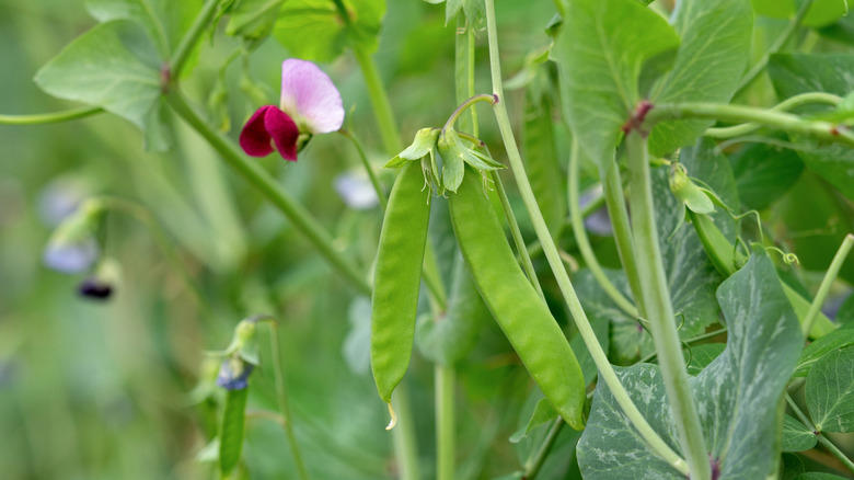 Sunflowers, Pumpkin and squash, Snow peas, Cucumbers, Radishes, Taproot herbs, Nasturtium