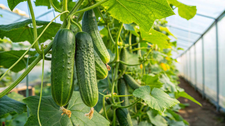 Sunflowers, Pumpkin and squash, Snow peas, Cucumbers, Radishes, Taproot herbs, Nasturtium