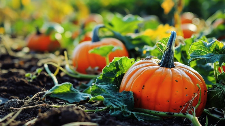 Sunflowers, Pumpkin and squash, Snow peas, Cucumbers, Radishes, Taproot herbs, Nasturtium