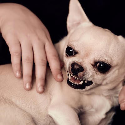 大切なのは信頼関係の構築, 犬を怒らせる飼い主の行動, 1.好きなものを取り上げる, 2.意味もなく目をじっと見つめ続ける, 3.嫌がることを無理やりし続ける, 4.痛みのある患部を触る, 5.強いストレスを与える, 愛犬を激怒させないための対策, 日々のコミュニケーションを大切にする, 家庭犬に必要なポジティブトレーニングを行う, 環境変化にはアフターケアを行う