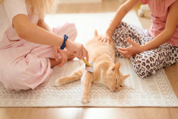 「心優しい猫」に多く見られる5つの特徴, 1.鳴き声が小さく穏やか, 2.攻撃行動がほとんどない, 3.人の気持ちに寄り添う, 4.他の動物とも仲良くできる, 5.お腹を見せる（ヘソ天）, 猫の性格を決める「3つの要因」, 遺伝（父親の性格）, 社会化期の過ごし方, 愛猫を「心優しい子」に育てるためのコツ