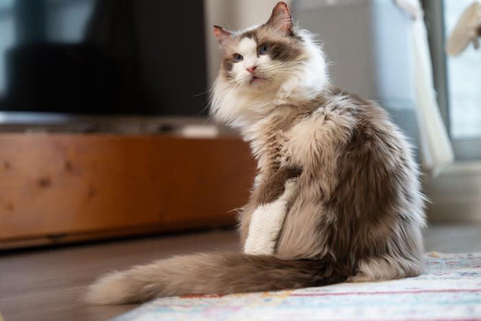 「心優しい猫」に多く見られる5つの特徴, 1.鳴き声が小さく穏やか, 2.攻撃行動がほとんどない, 3.人の気持ちに寄り添う, 4.他の動物とも仲良くできる, 5.お腹を見せる（ヘソ天）, 猫の性格を決める「3つの要因」, 遺伝（父親の性格）, 社会化期の過ごし方, 愛猫を「心優しい子」に育てるためのコツ