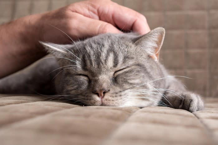 「心優しい猫」に多く見られる5つの特徴, 1.鳴き声が小さく穏やか, 2.攻撃行動がほとんどない, 3.人の気持ちに寄り添う, 4.他の動物とも仲良くできる, 5.お腹を見せる（ヘソ天）, 猫の性格を決める「3つの要因」, 遺伝（父親の性格）, 社会化期の過ごし方, 愛猫を「心優しい子」に育てるためのコツ