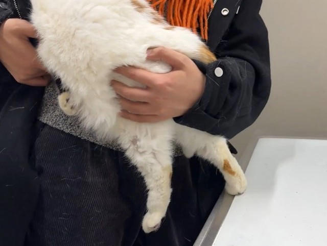 実は“かわいい動画”の裏に、長い通院生活があった, 病院を“完璧に覚えている”猫, それでも治療をやめない理由, 「猫はしゃべれない」からこそ, “コートの中の勇気”