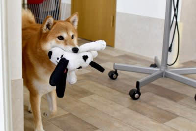 大切なのは信頼関係の構築, 犬を怒らせる飼い主の行動, 1.好きなものを取り上げる, 2.意味もなく目をじっと見つめ続ける, 3.嫌がることを無理やりし続ける, 4.痛みのある患部を触る, 5.強いストレスを与える, 愛犬を激怒させないための対策, 日々のコミュニケーションを大切にする, 家庭犬に必要なポジティブトレーニングを行う, 環境変化にはアフターケアを行う