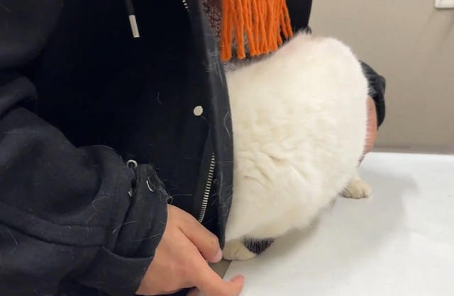 実は“かわいい動画”の裏に、長い通院生活があった, 病院を“完璧に覚えている”猫, それでも治療をやめない理由, 「猫はしゃべれない」からこそ, “コートの中の勇気”