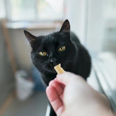 猫が大嫌いな人だけに見せる5つの行動, 1.逃げる・近づかない, 4.尻尾を左右に振る, 5.攻撃的な態度に出る, 猫との関係修復のためにできること