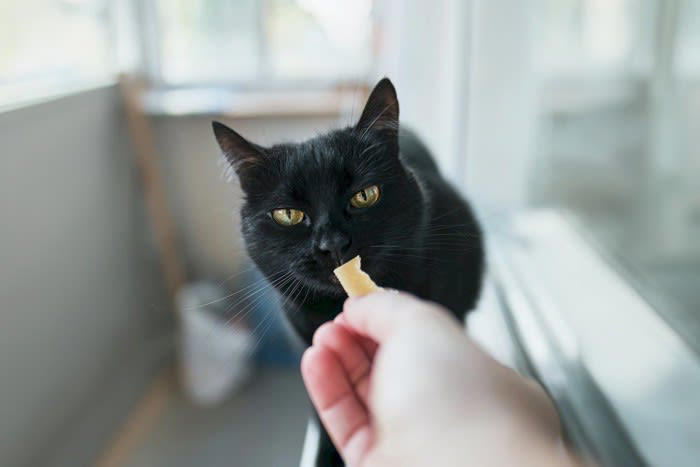 猫が大嫌いな人だけに見せる5つの行動, 1.逃げる・近づかない, 4.尻尾を左右に振る, 5.攻撃的な態度に出る, 猫との関係修復のためにできること