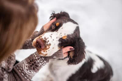 犬を大満足させる「愛情表現」5選, 5.密度の濃い時間を過ごす, 気持ちを正しく伝えるためのポイント, 必要なコミュニケーションは「観察」から, これは逆効果！間違った愛情表現に注意