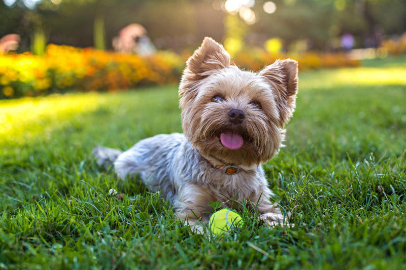 Rottweiler, Yorkshire Terrier, Cavalier King Charles Spaniel, Labrador Retriever , Cocker Spaniel, Jack Russell Terrier, Doberman Pinscher, Dachshund, Shiba Inu, Golden Retriever , German Shepherds, Irish Setter, Brussels Griffon, Newfoundland, French Bulldog, Australian Shepherd, Chesapeake Bay Retriever, Great Pyrenees, Saint Bernard