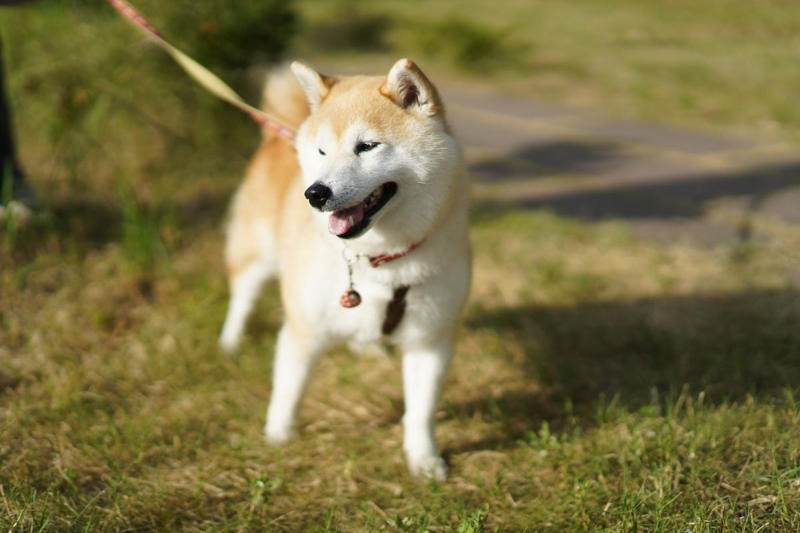 Rottweiler, Yorkshire Terrier, Cavalier King Charles Spaniel, Labrador Retriever , Cocker Spaniel, Jack Russell Terrier, Doberman Pinscher, Dachshund, Shiba Inu, Golden Retriever , German Shepherds, Irish Setter, Brussels Griffon, Newfoundland, French Bulldog, Australian Shepherd, Chesapeake Bay Retriever, Great Pyrenees, Saint Bernard