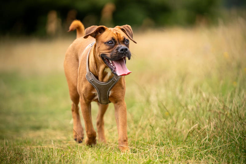 Rottweiler, Yorkshire Terrier, Cavalier King Charles Spaniel, Labrador Retriever , Cocker Spaniel, Jack Russell Terrier, Doberman Pinscher, Dachshund, Shiba Inu, Golden Retriever , German Shepherds, Irish Setter, Brussels Griffon, Newfoundland, French Bulldog, Australian Shepherd, Chesapeake Bay Retriever, Great Pyrenees, Saint Bernard