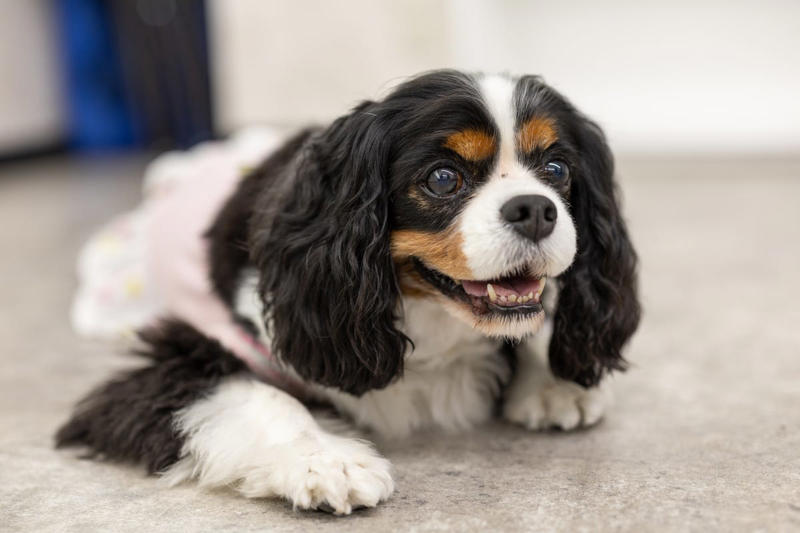 Rottweiler, Yorkshire Terrier, Cavalier King Charles Spaniel, Labrador Retriever , Cocker Spaniel, Jack Russell Terrier, Doberman Pinscher, Dachshund, Shiba Inu, Golden Retriever , German Shepherds, Irish Setter, Brussels Griffon, Newfoundland, French Bulldog, Australian Shepherd, Chesapeake Bay Retriever, Great Pyrenees, Saint Bernard