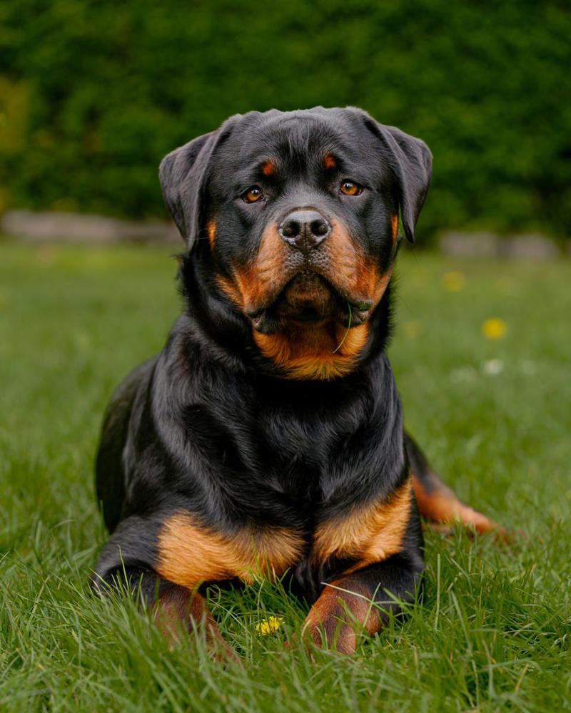 Rottweiler, Yorkshire Terrier, Cavalier King Charles Spaniel, Labrador Retriever , Cocker Spaniel, Jack Russell Terrier, Doberman Pinscher, Dachshund, Shiba Inu, Golden Retriever , German Shepherds, Irish Setter, Brussels Griffon, Newfoundland, French Bulldog, Australian Shepherd, Chesapeake Bay Retriever, Great Pyrenees, Saint Bernard
