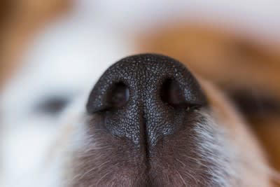 犬にとって『危険なニオイ』５選, 2.アルコールのニオイ, 3.柑橘系の香り, 4.香辛料の香り, 5.きつい化学物質のニオイ, 危険なニオイを嗅いだ場合に体に与えるダメージ, 犬にとって心地よいニオイとは